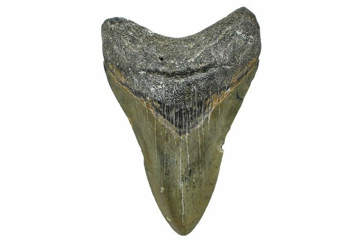 Fossil Megalodon Tooth - North Carolina #368443